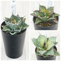 アガベ「サングロー」4号ロングポット | | アガベ（リュウゼツラン