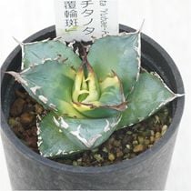 アガベ・チタノタ「姫仁王冠」 3.5号鉢 | | チタノタ銘品シリーズ