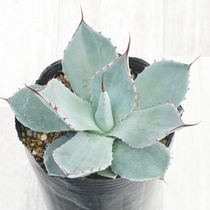 選抜株】アガベ・オテロイ 特選株 ぷっくりタイプ 2号 | | アガベ実生