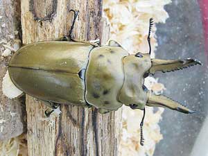 モセリオウゴンオニクワガタ飼育日記