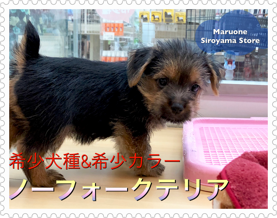 激レア ノーフォークテリア 】その希少さは7年に一度？W杯より出会え