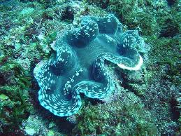 シャコ貝のはなし。 石垣島のシュノーケルで会える！ – 石垣島マリン