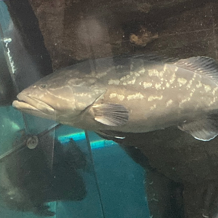 クエ – Web魚名板 | 城崎マリンワールド