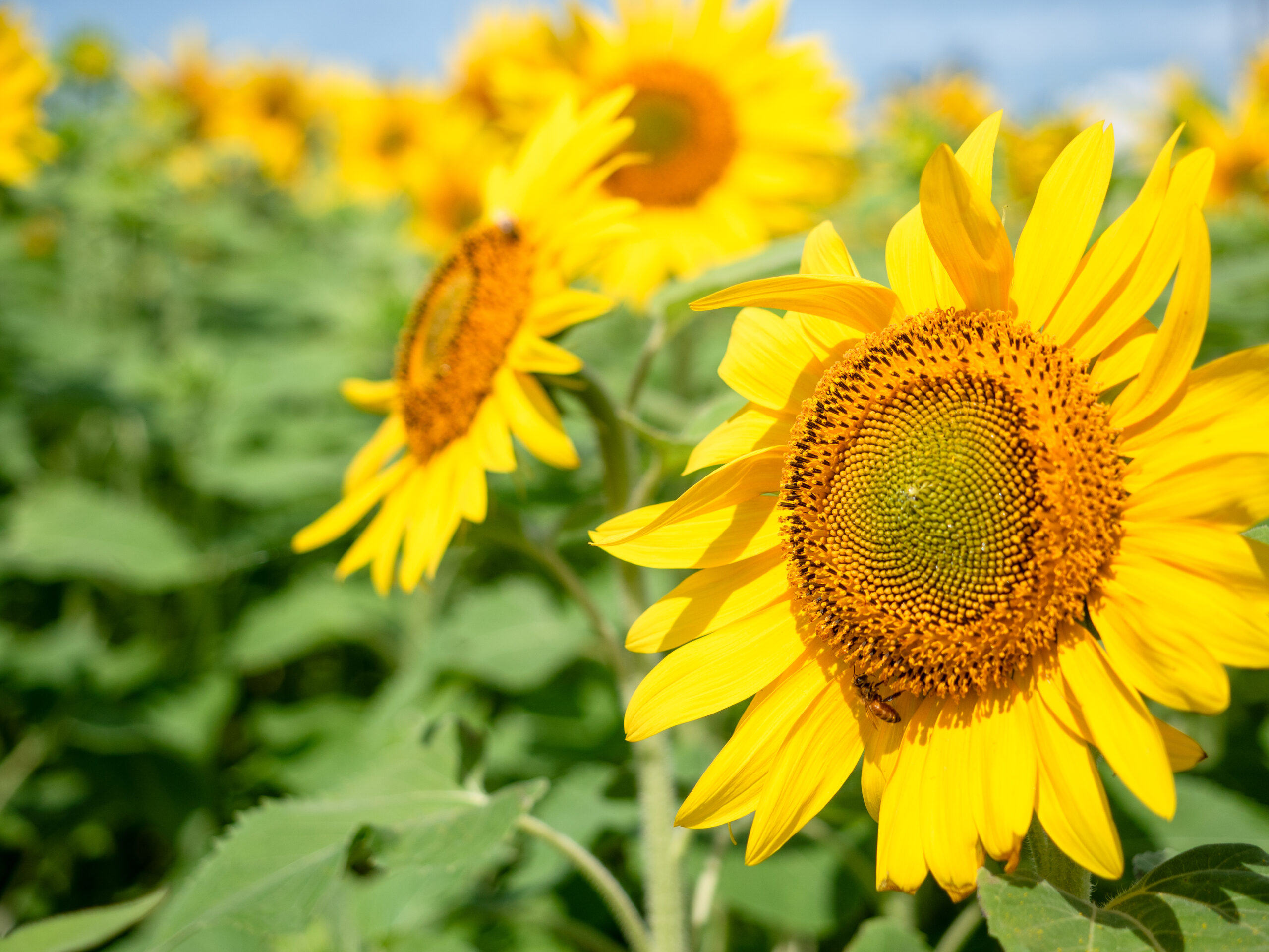 陸観光もオススメ！ひまわり見るなら春先がベスト！ - 石垣島マーチ