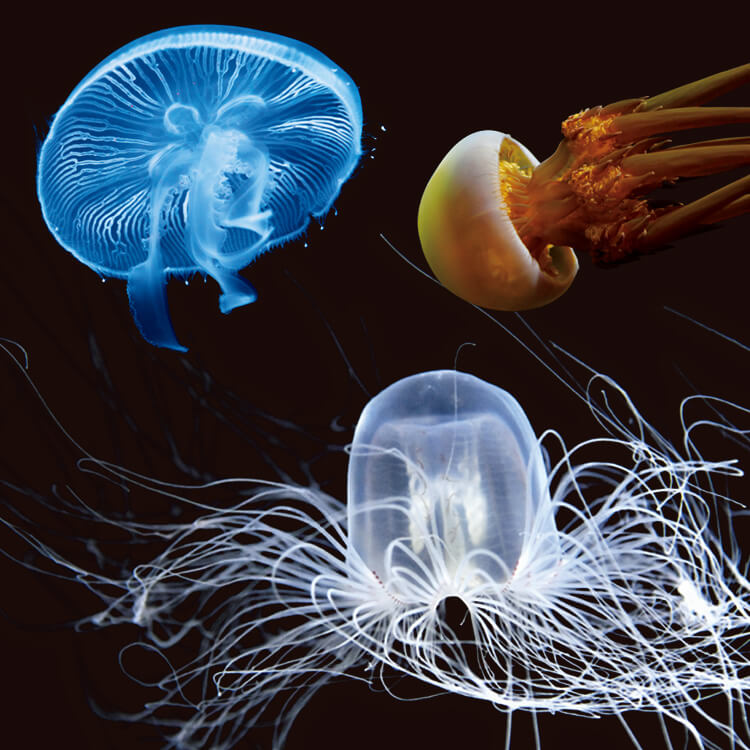 水族館で出会いたい、水の生き物図鑑 〜クラゲ編〜 | ブルータス