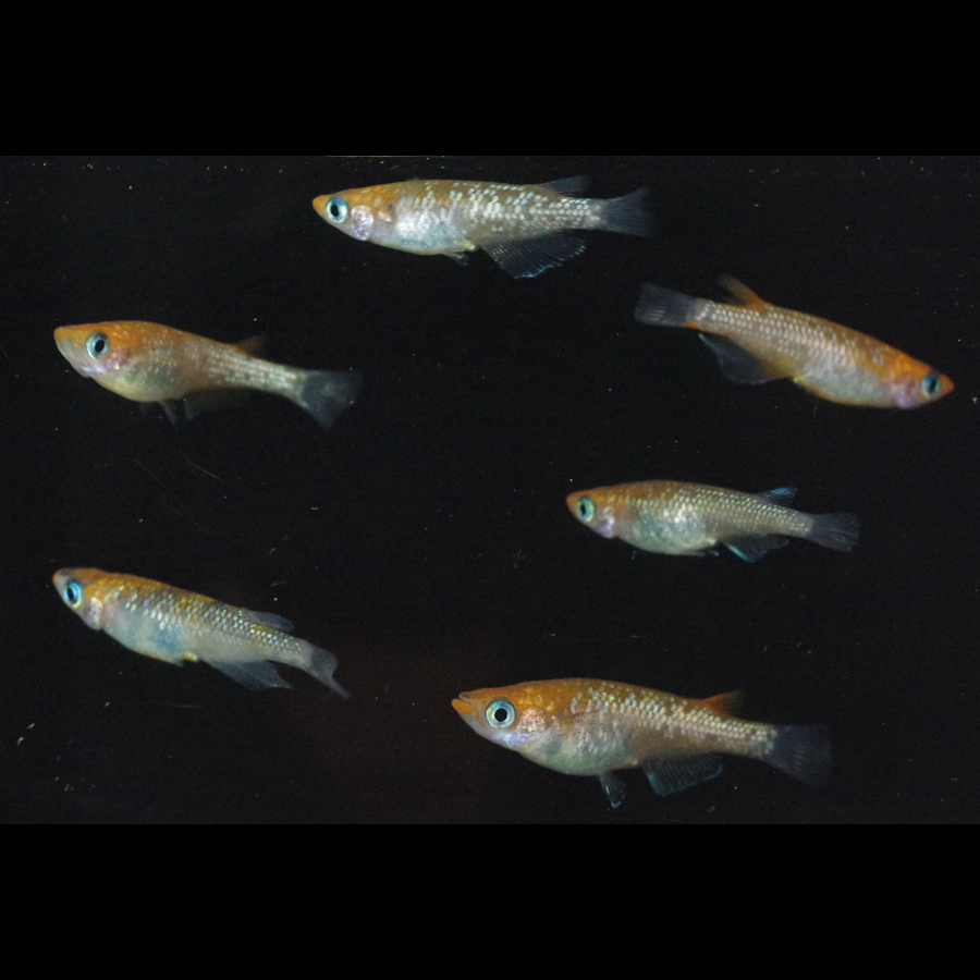 夜桜サンセット メダカ めだか （M～Lサイズ） 3ペア / メダカ販売