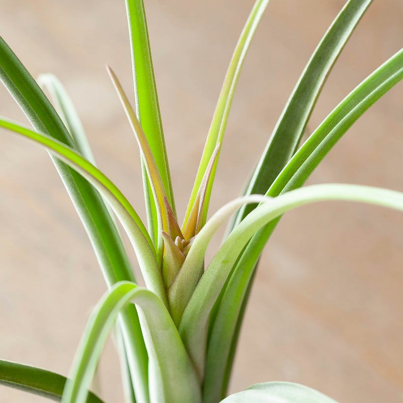 チランジアカーリースリム｜鉢植えエアプランツ葉カールする品種