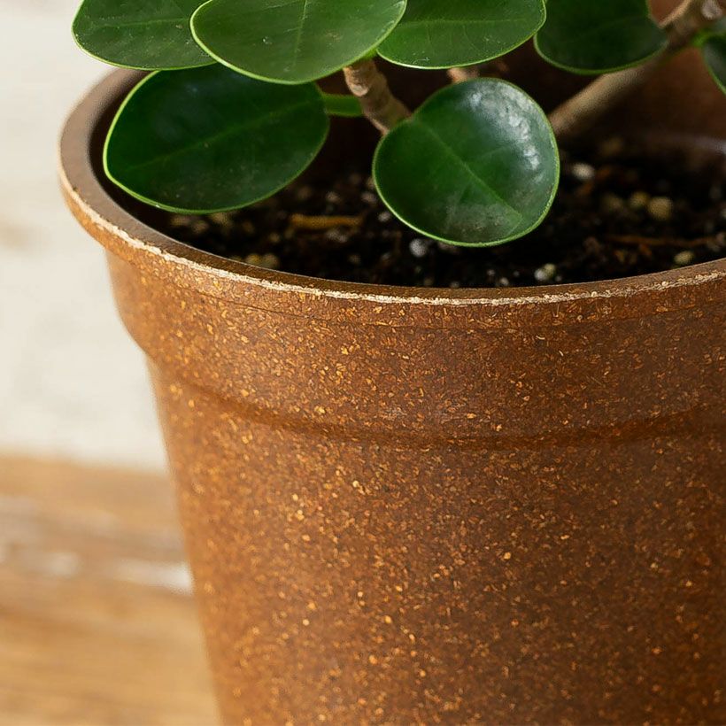 パンダガジュマル育て方（剪定・植え替え）付き｜春秋販売：売切れ時は予約