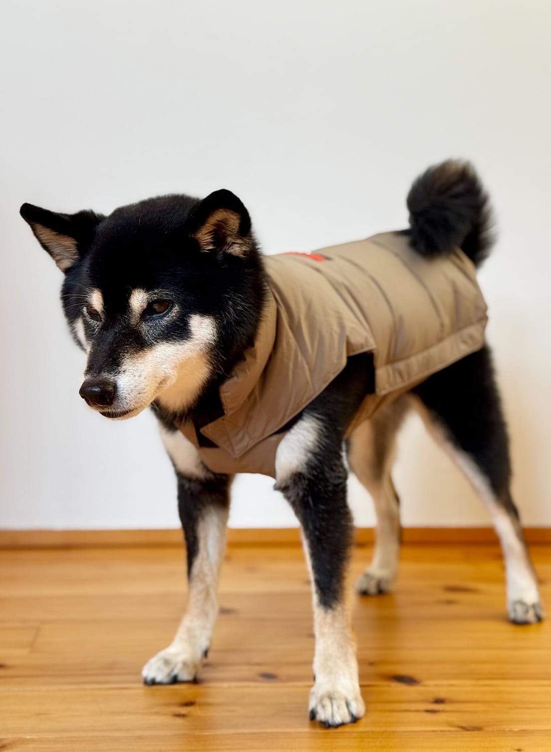 DOG DOWN JACKET - MOONLOID EXCLUSIVE|【MOONLOID別注】ドッグダウン