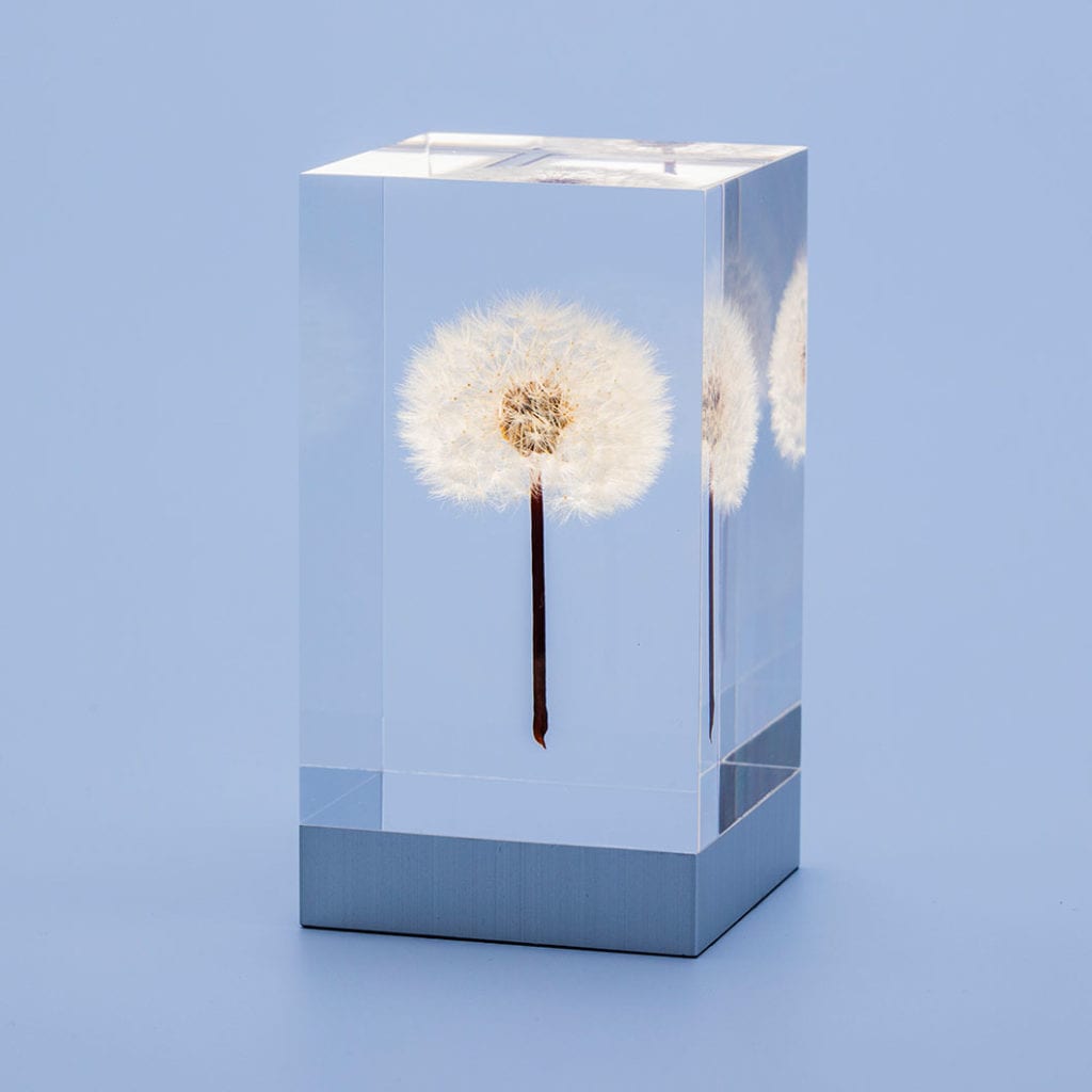 本物のたんぽぽをアクリルに封入 – OLED TAMPOPO ライト – もらくらし