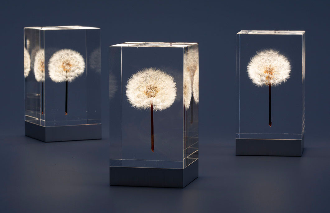 本物のたんぽぽをアクリルに封入 – OLED TAMPOPO ライト – もらくらし