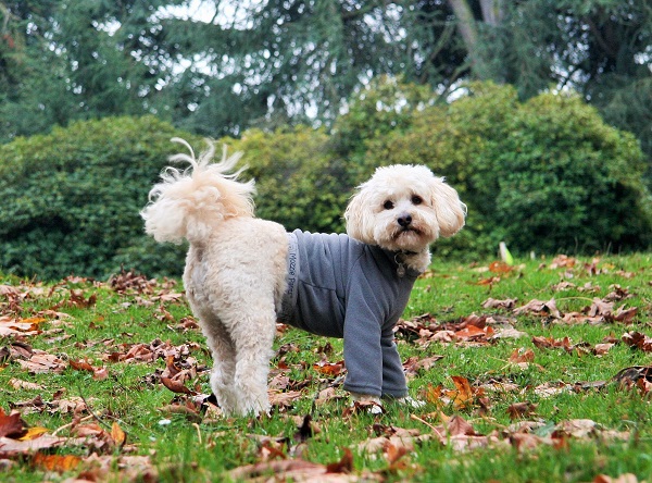 Fleece Top – Dog Sweaters – Mozzie Pants, Pants for dogs and dog