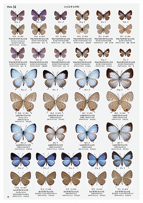 日本の迷蝶大図鑑