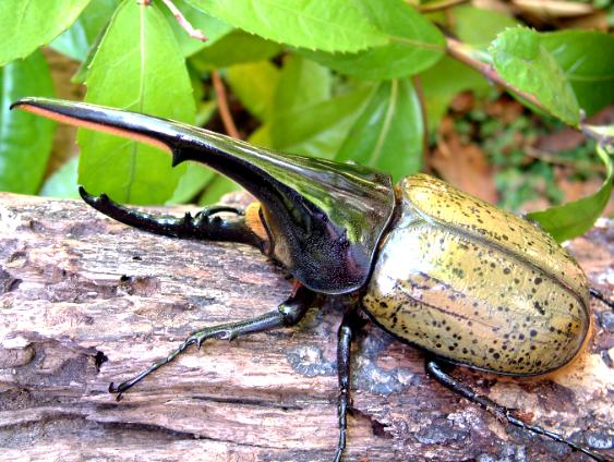 ヘラクレスオオカブト -亜種の見分け方-