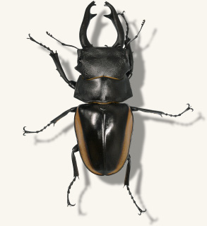クワガタ図鑑-スティーブンスツヤクワガタ[南スラウェシ中部亜種]