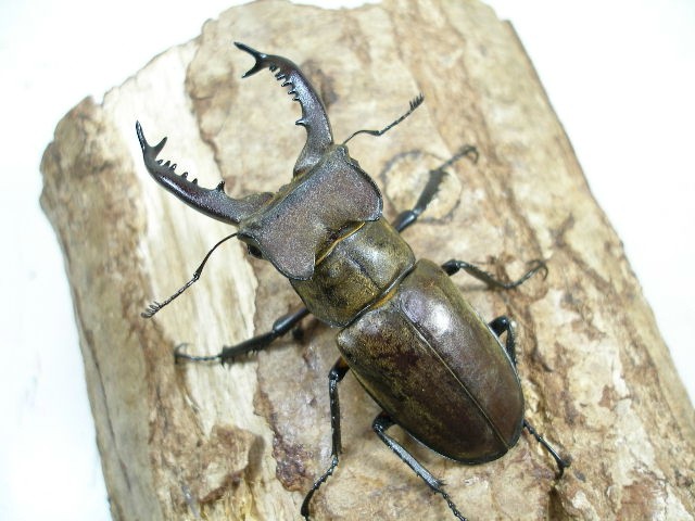 タカサゴミヤマクワガタ