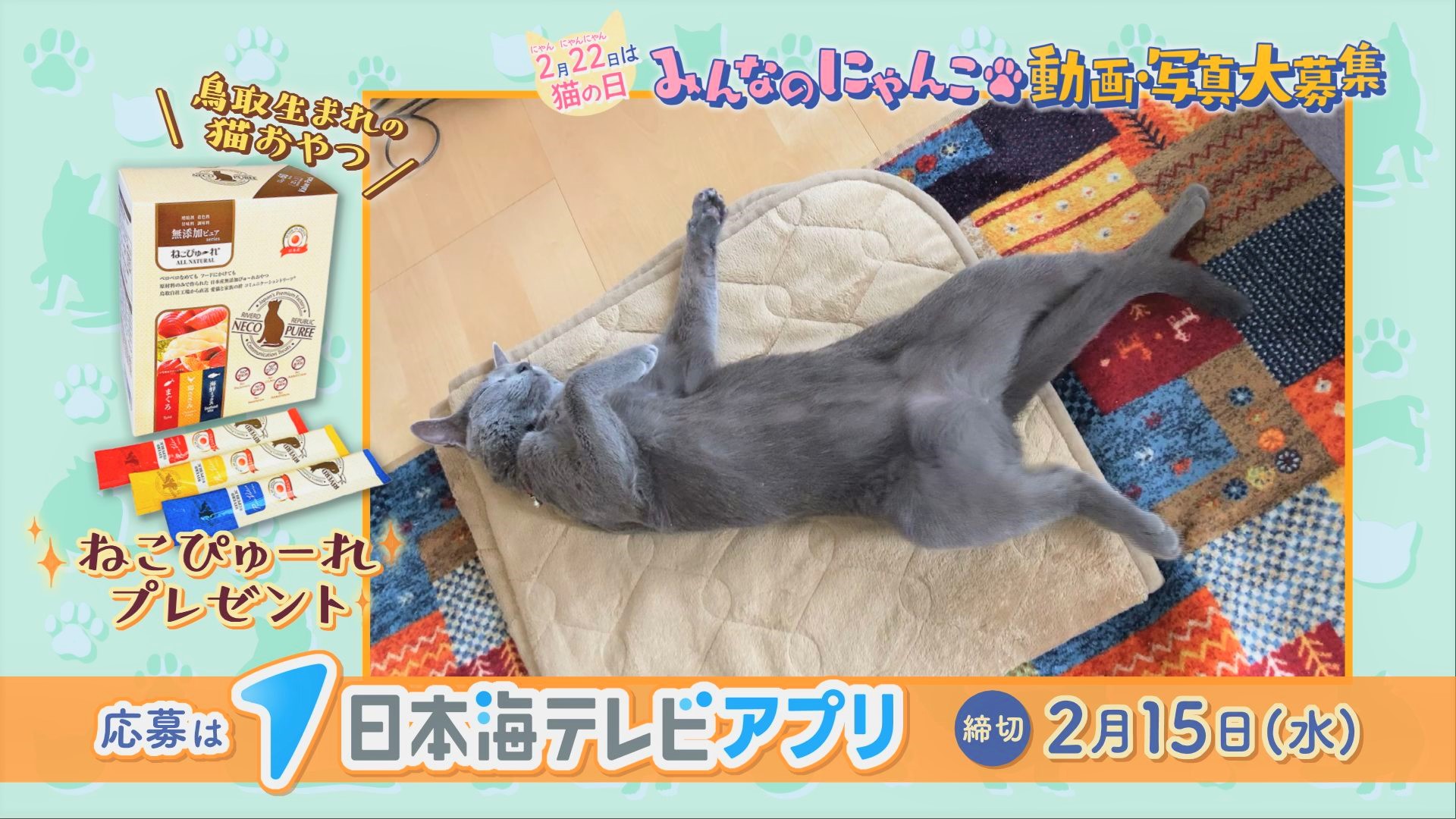 猫の日】我が家の猫自慢しませんか？動画・写真を募集中！「ZIP