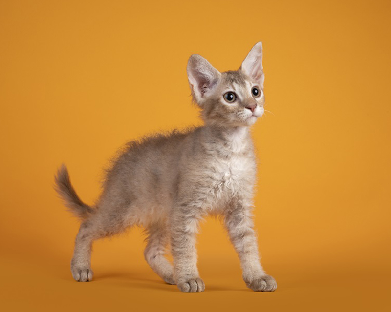 長毛（ロング）猫種の種類の一覧表｜長い被毛を持つ長毛種特集 nademo