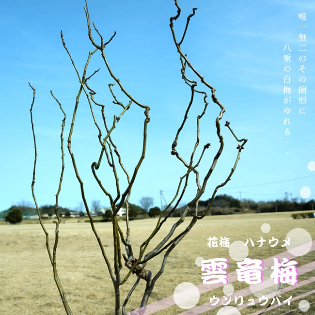 雲竜梅 ウメ 花梅 青軸性の特徴と育て方 | 苗木部の部室 〜苗木、育て