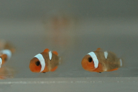 カクレクマノミが誕生しました！｜研究・教育｜名古屋港水族館