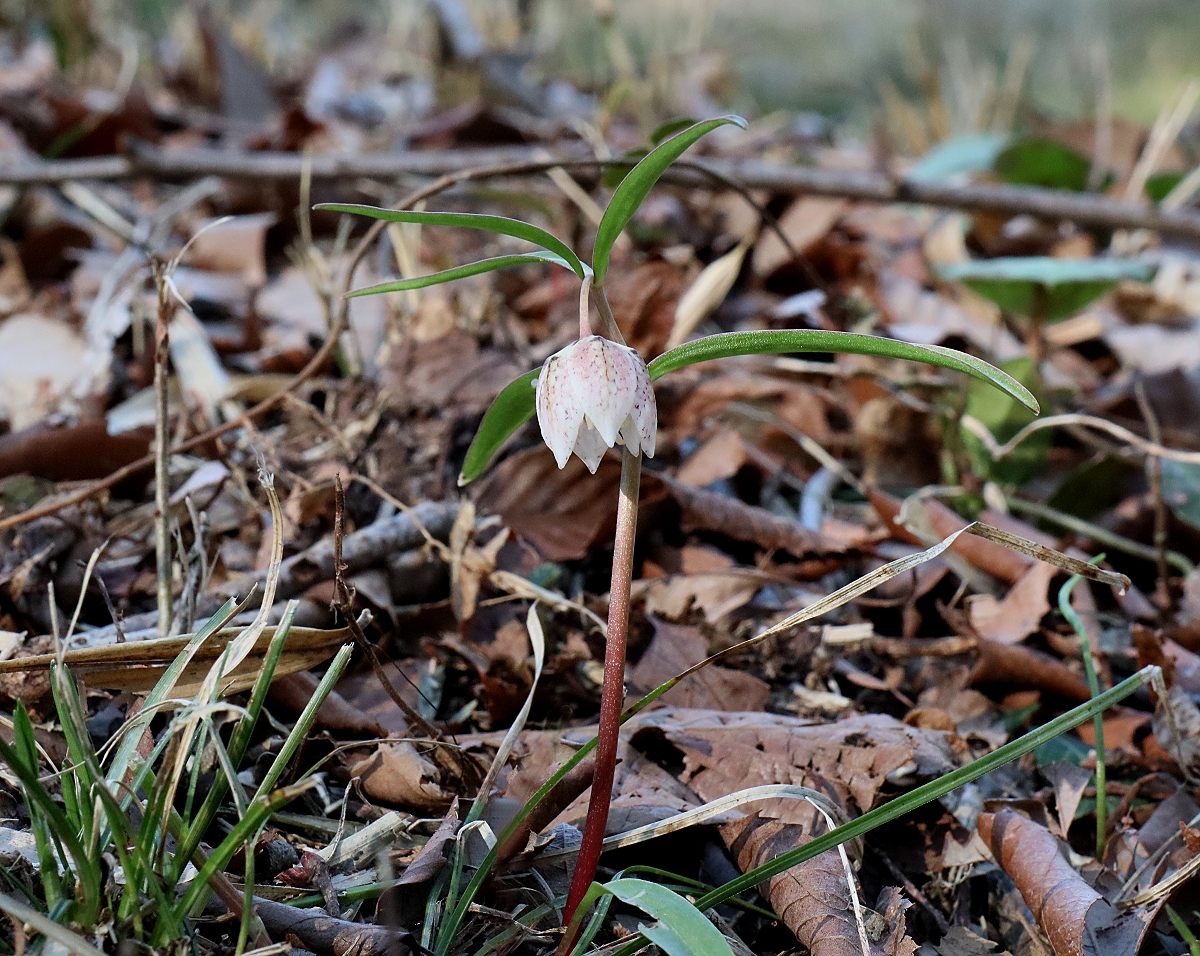 カイコバイモ | 山川草木図譜 | 春, 野山の植物, 山岳の植物