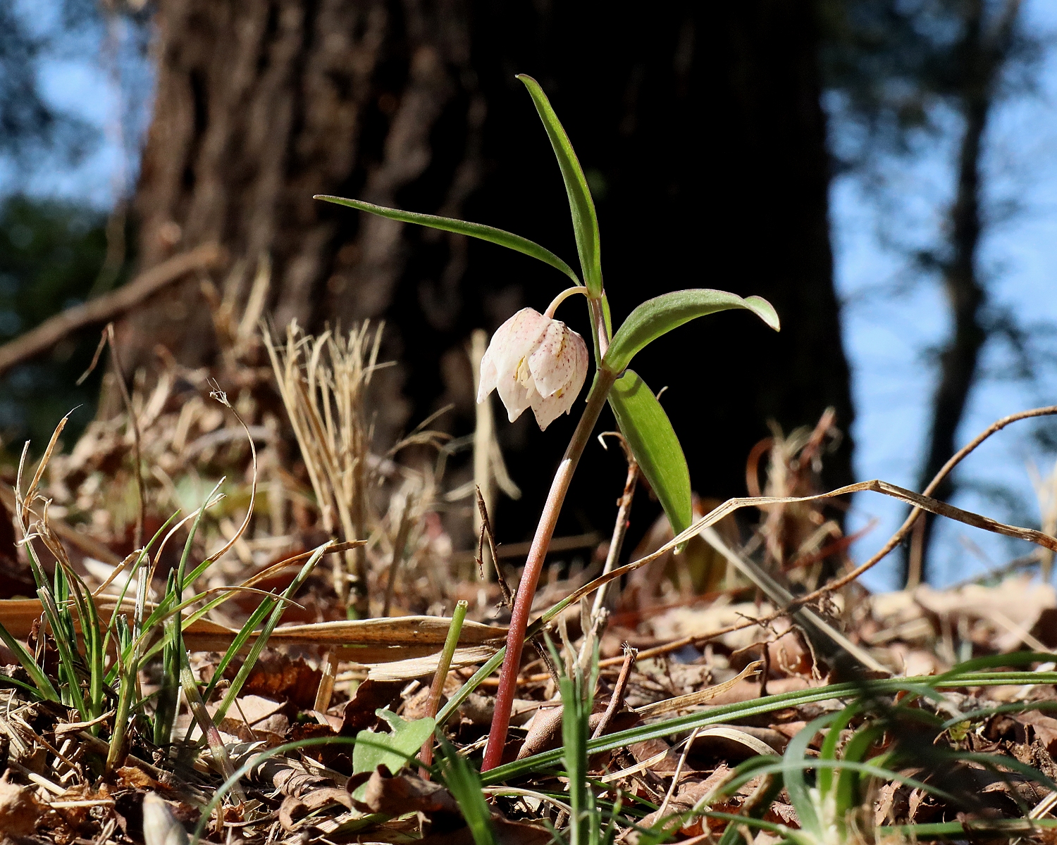 カイコバイモ | 山川草木図譜 | 春, 野山の植物, 山岳の植物