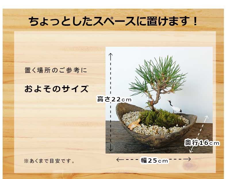 お好きな化粧砂からお選びください。縁起物【黒松盆栽 くらま鉢 鶴亀