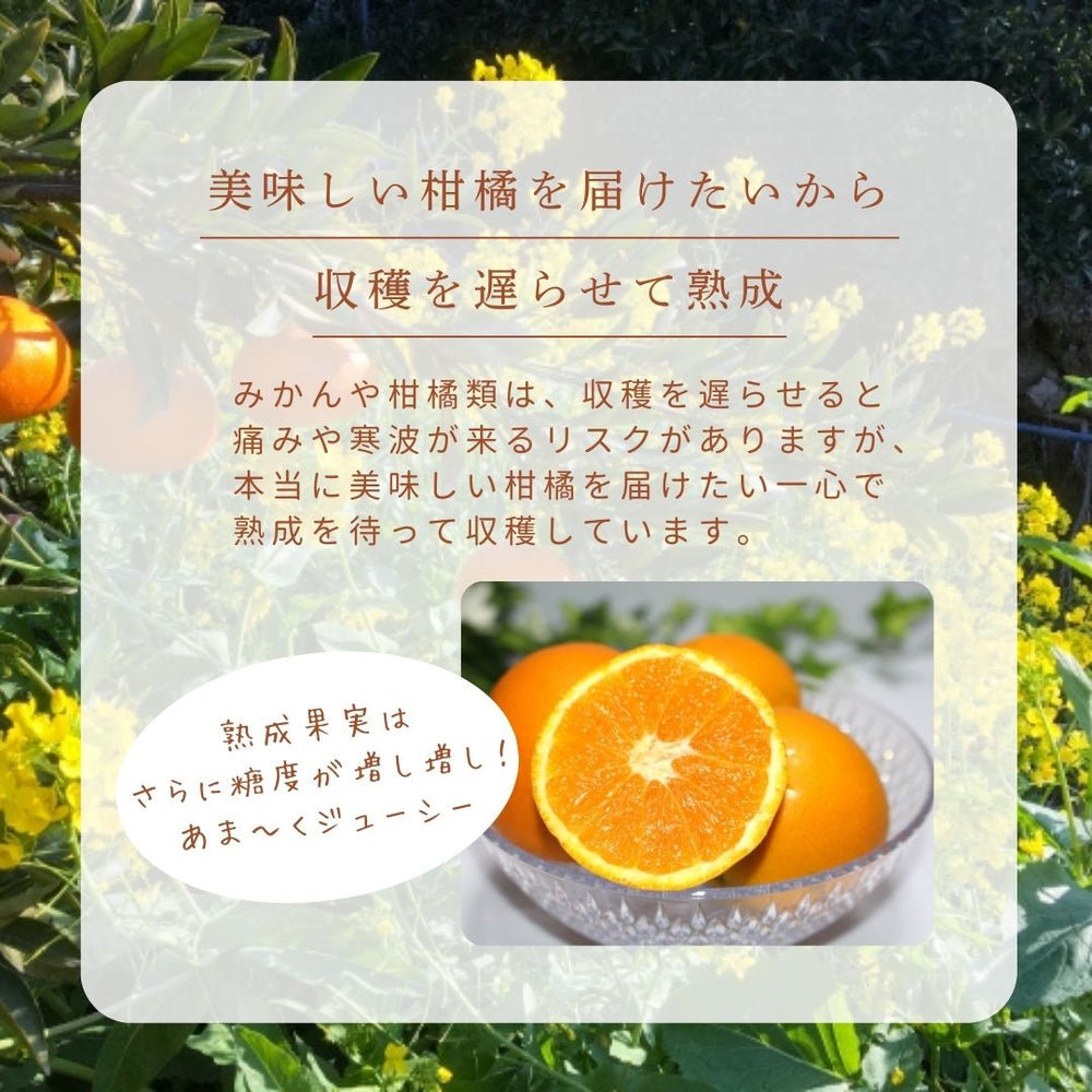 柑橘 【柑土里ファーム】 ネーブル 3.5kg 糖度センサー 糖度12度 静岡