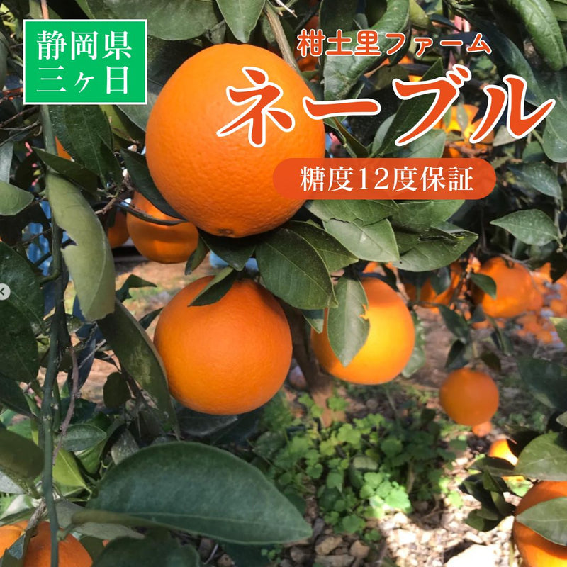 柑橘 【柑土里ファーム】 ネーブル 3.5kg 糖度センサー 糖度12度 静岡