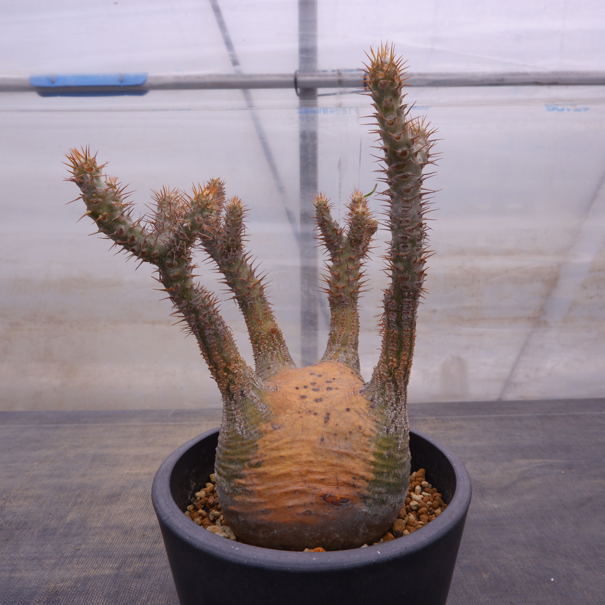 商品詳細 - 信州西沢サボテン園