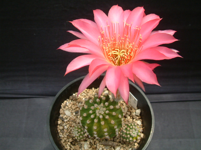 rikisan】花サボテン（レッド+むらさき） 接木 抜け苗 1426 2026年最新