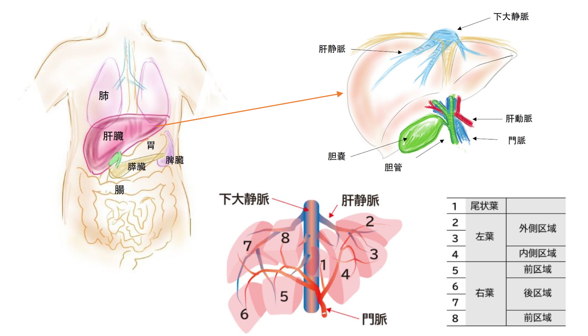 日本医科大学消化器外科 | 患者さんへ【主な病気とその治療】