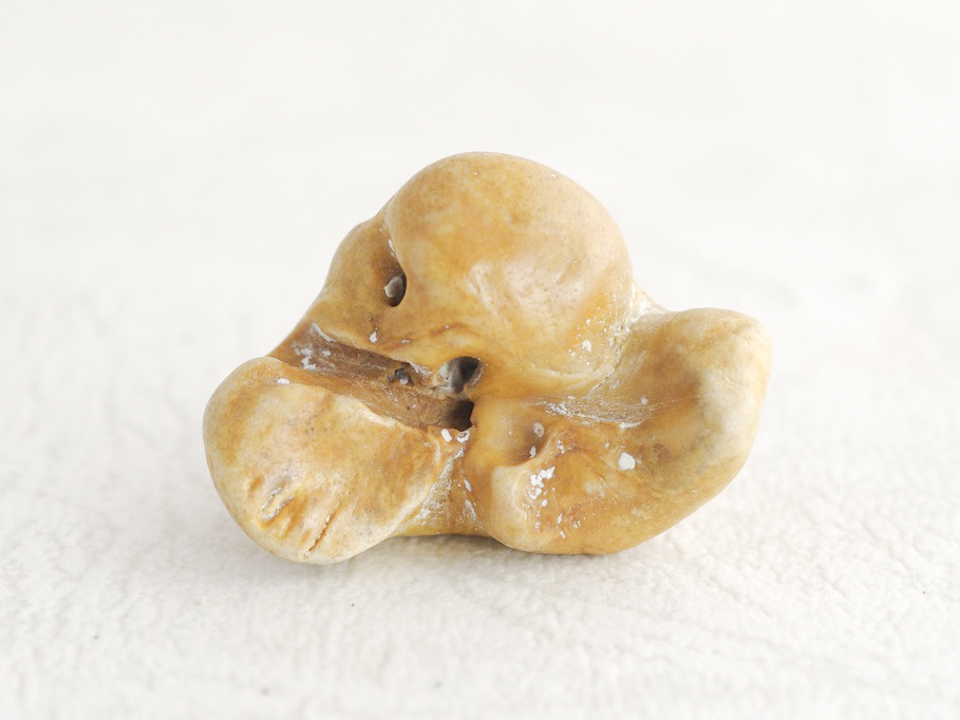 イルカの耳骨 B7-03 – NPO法人なの花会