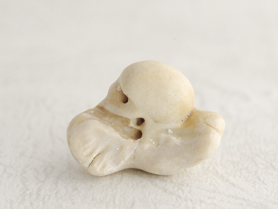 イルカの耳骨 W7-02 – NPO法人なの花会