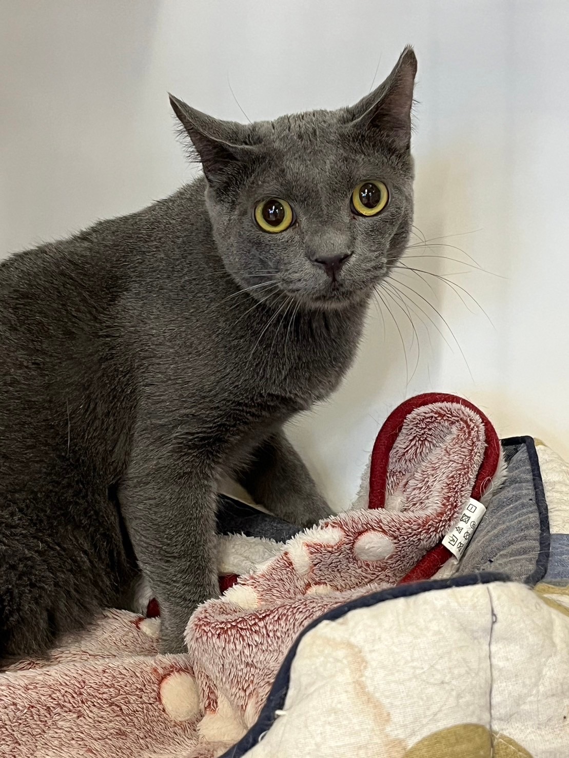 北見 トフィー – ニャン友ねっとわーく北海道