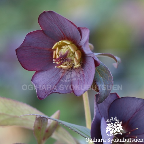 クリスマスローズ(原種) クロアチカス｜おぎはら植物園