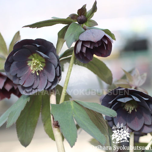 クリスマスローズ(実生) スモーキーブルーダブル｜おぎはら植物園