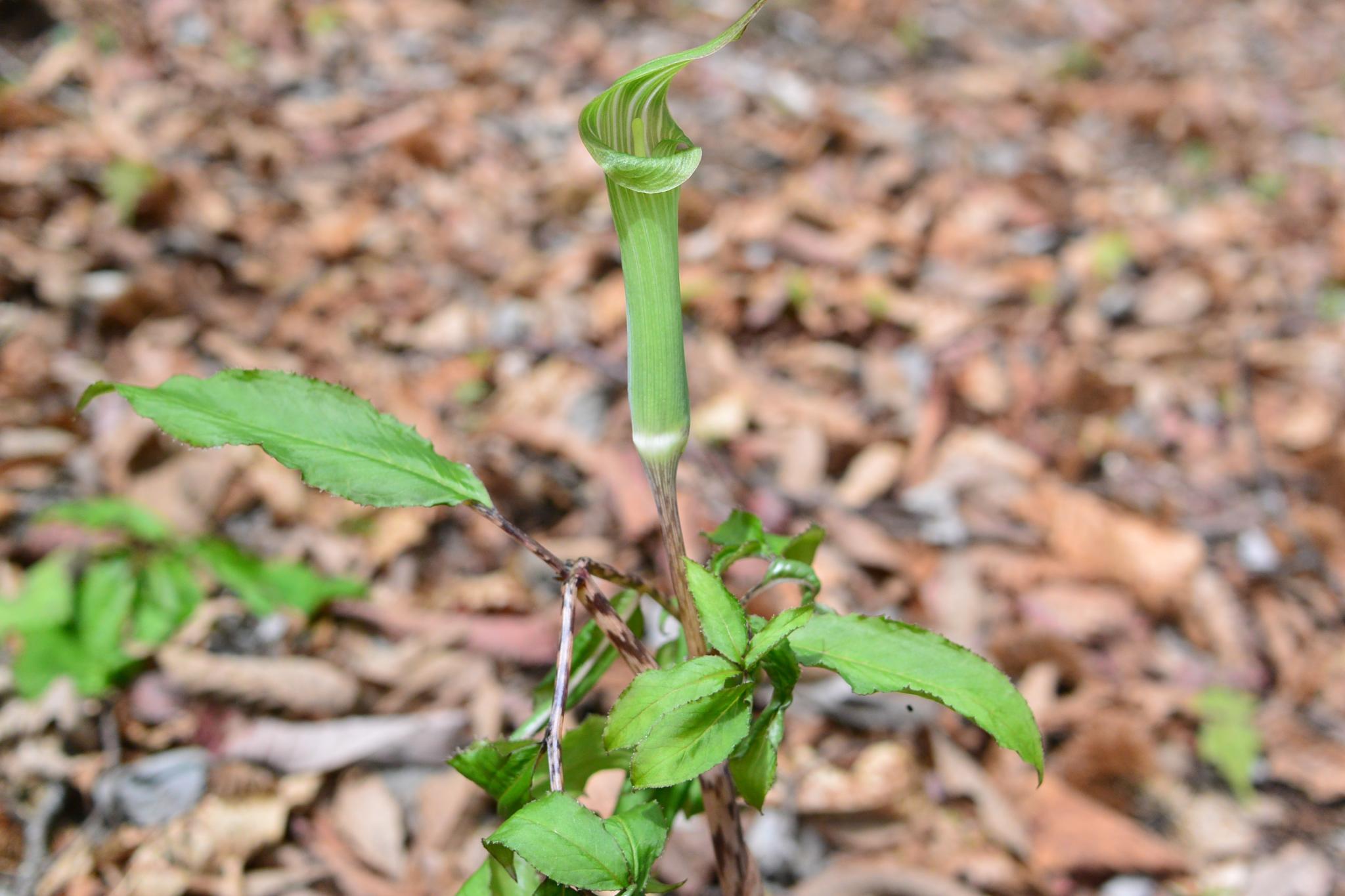 奥多摩植物目録