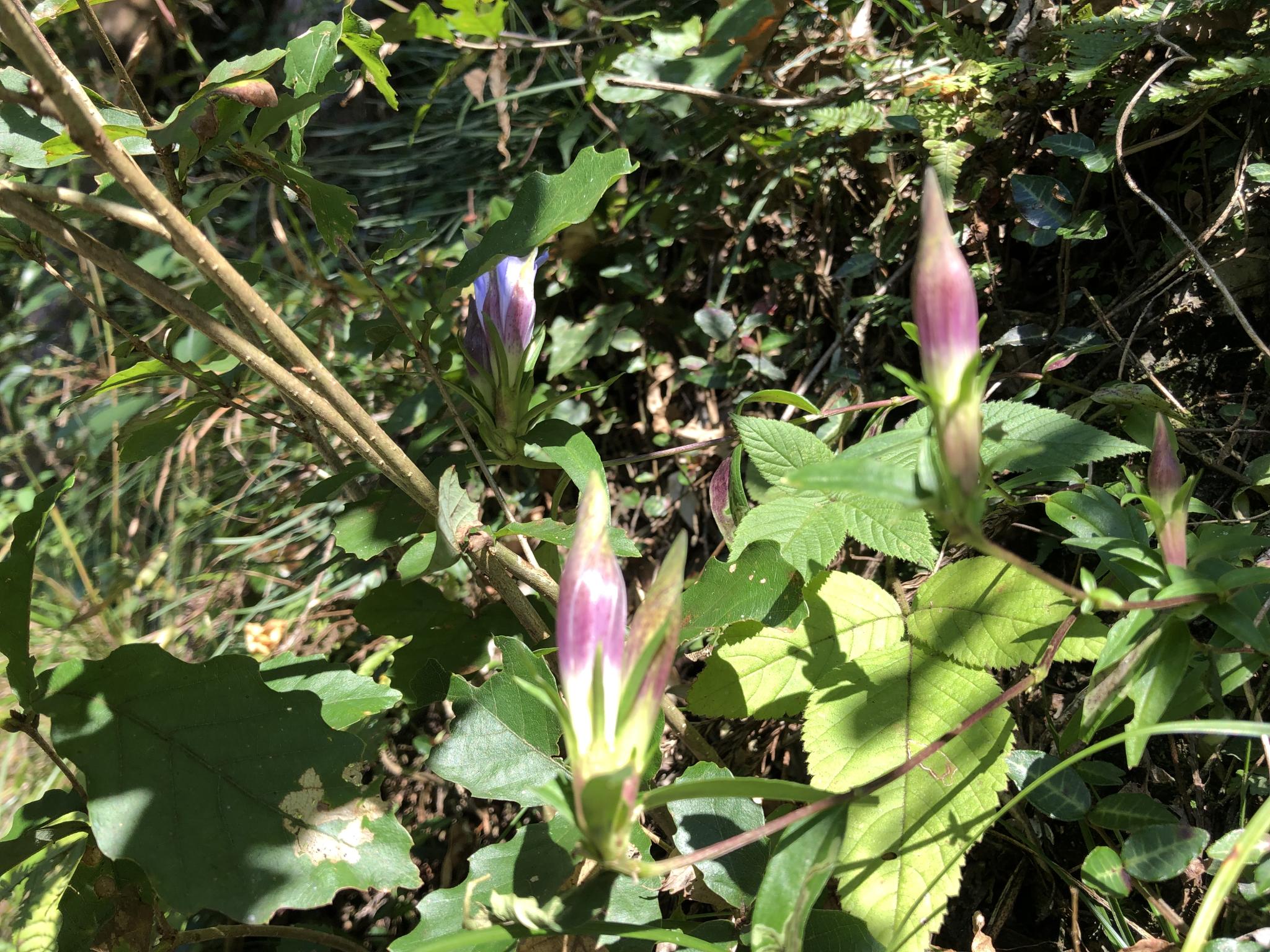 奥多摩植物目録