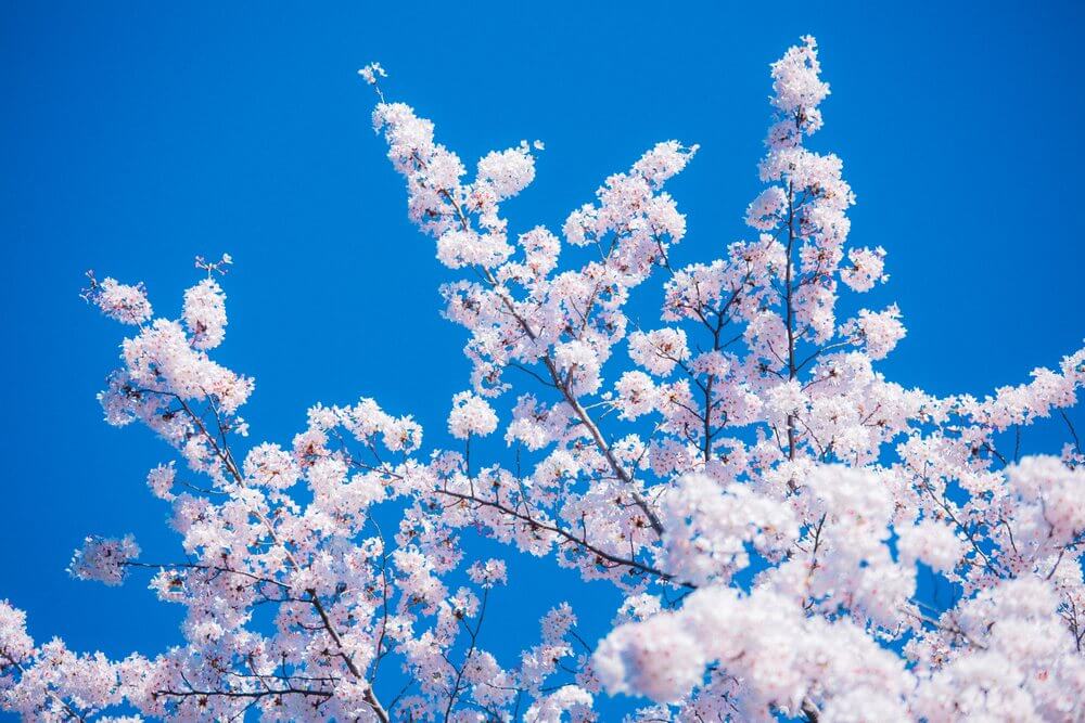 大分県】春はお花見！満開の桜を見に行こう！