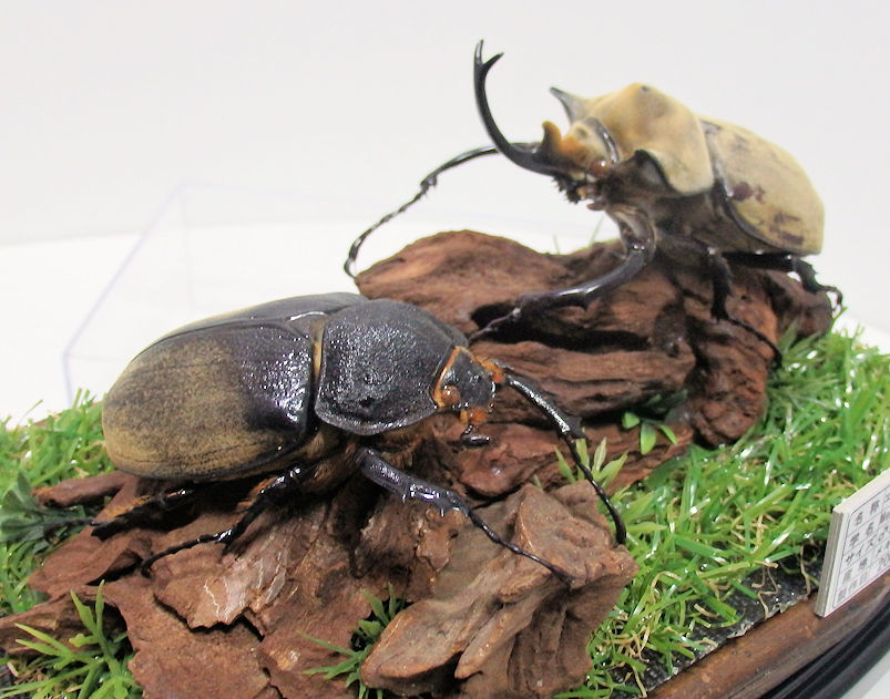 エレファスゾウカブト♂95mm,♀67mm ジオラマ標本 | オオクワ京都昆虫