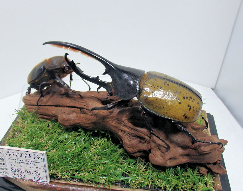 オキシデンタリスヘラクレスオオカブト♂130mm,♀62mm ジオラマ標本