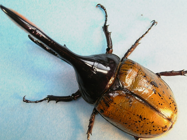 ヘラクレスオオカブト ヘラクレスリッキー 飼育記