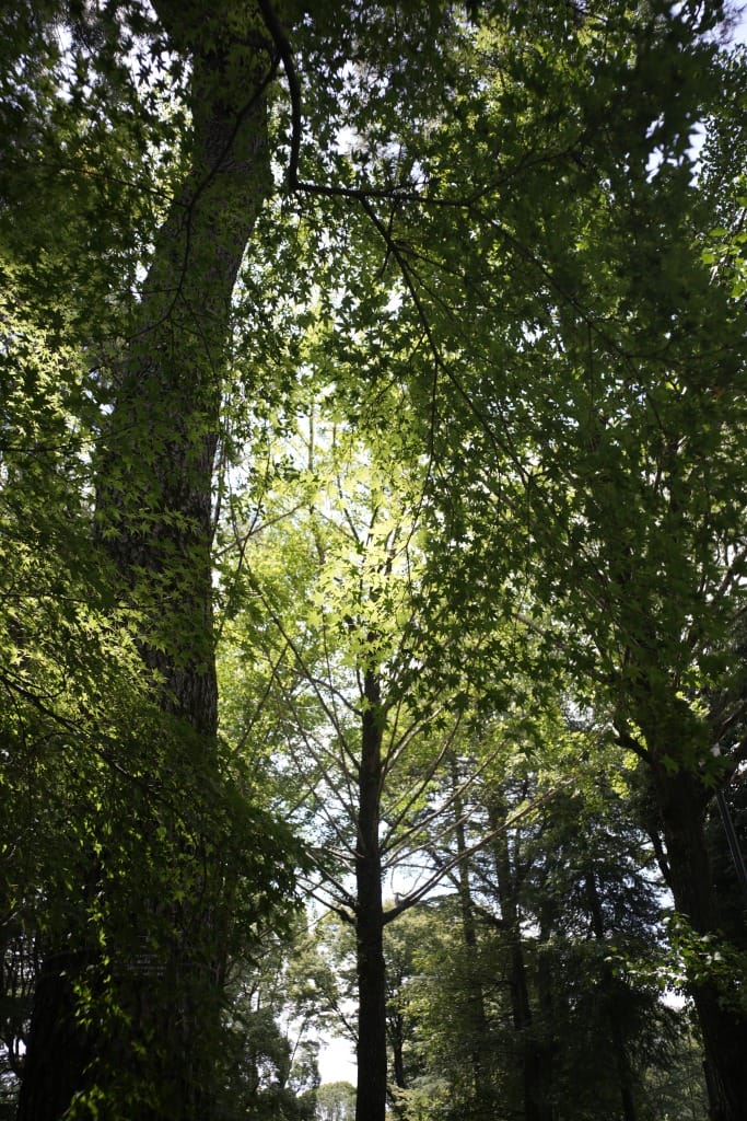 Carl Zeiss G Biogon 28mm f2.8レビュー作例 広角神オールドレンズ銘玉