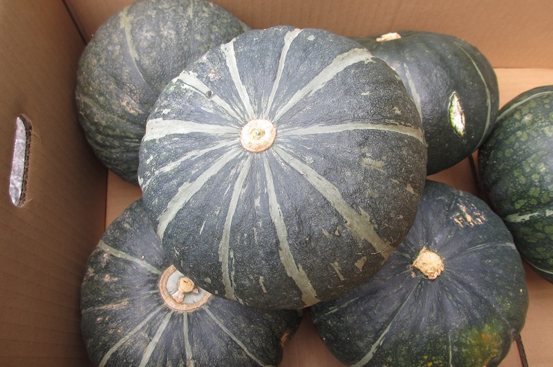 沖縄県産 フルーツ 島野菜 南瓜 pumpkin