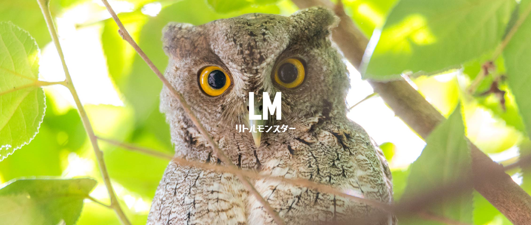 冷凍マウス・冷凍ラット通販専門店｜リトルモンスターおおさか【最短