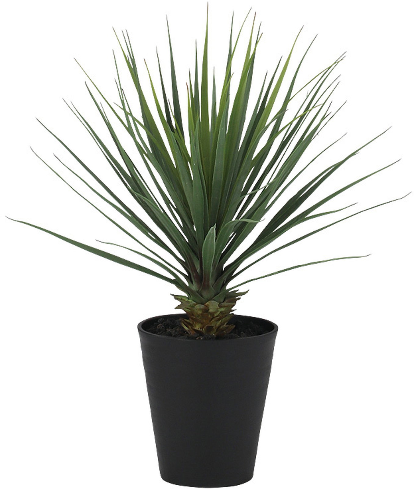 送料別途】ﾕｯｶ・ﾛｽﾄﾗｰﾀ: インテリアグリーン（鉢物・樹木） ｜ YDM