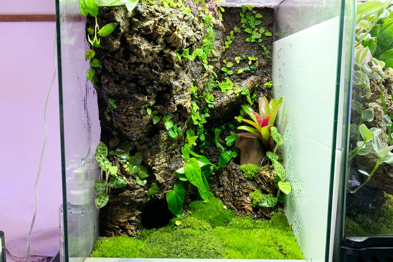 巨木を模したパルダリウムの制作ノート【キオビヤドクガエル