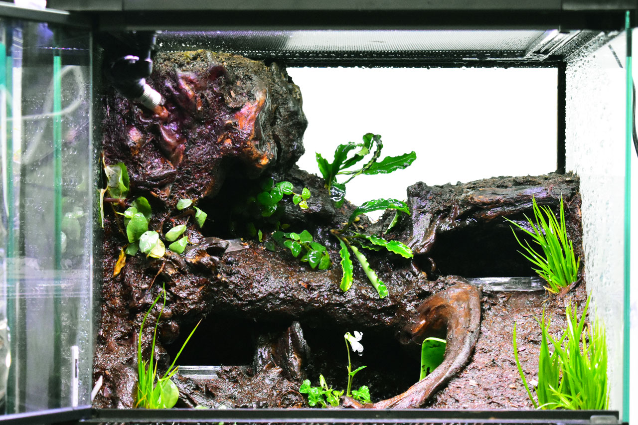 地表性ヤドクガエルのためのテラリウム制作例【アイゾメヤドク