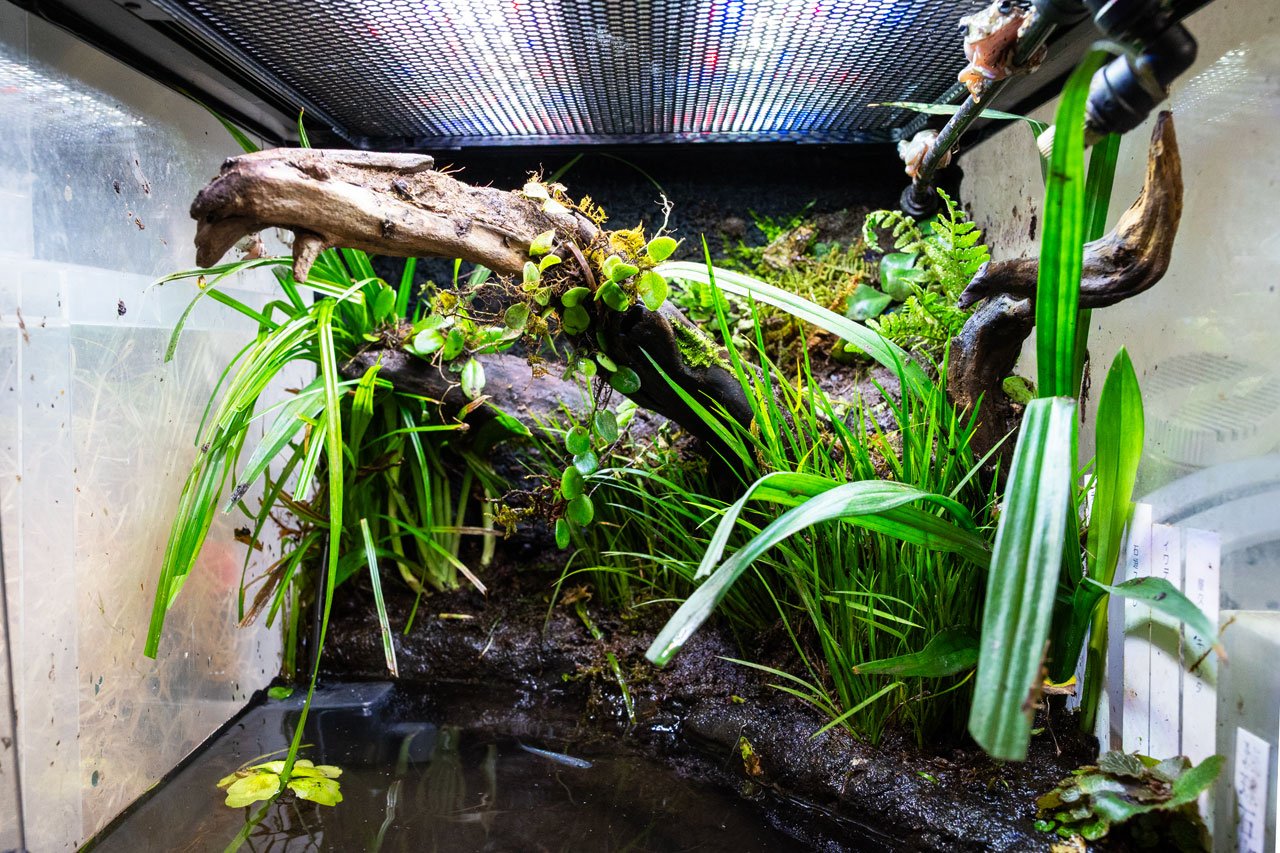 カエル・イモリのためのアクアテラリウム制作ノート – おたま商会